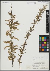 Foto von Salix alba L.